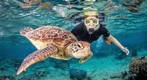 Snorkeling Tour .